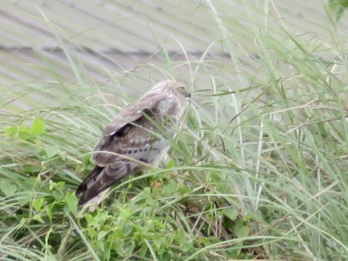 花澤鵟 - ML647504877