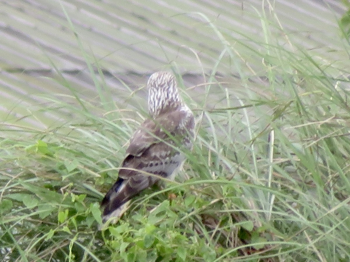 花澤鵟 - ML647504878