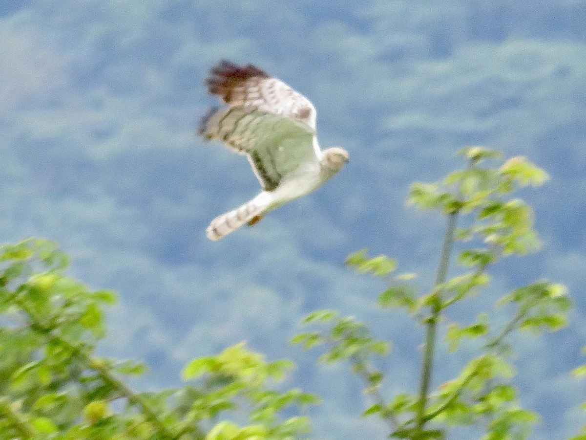 花澤鵟 - ML647504879