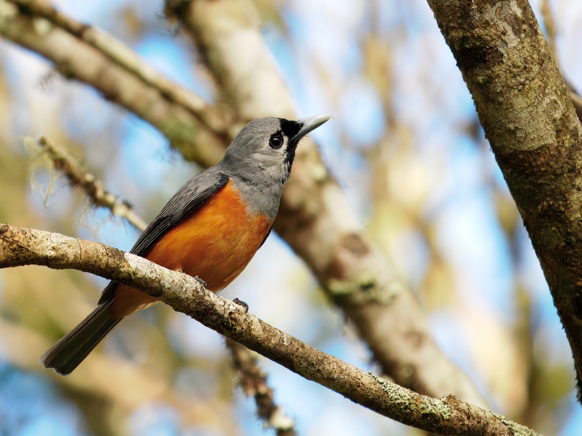 Black-faced Monarch - ML647504881