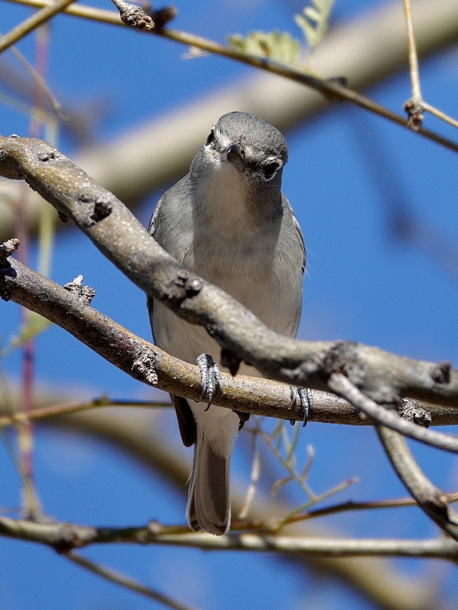 Plumbeous Vireo - ML647504882