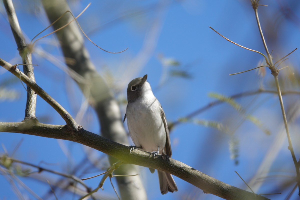 Plumbeous Vireo - ML647504883