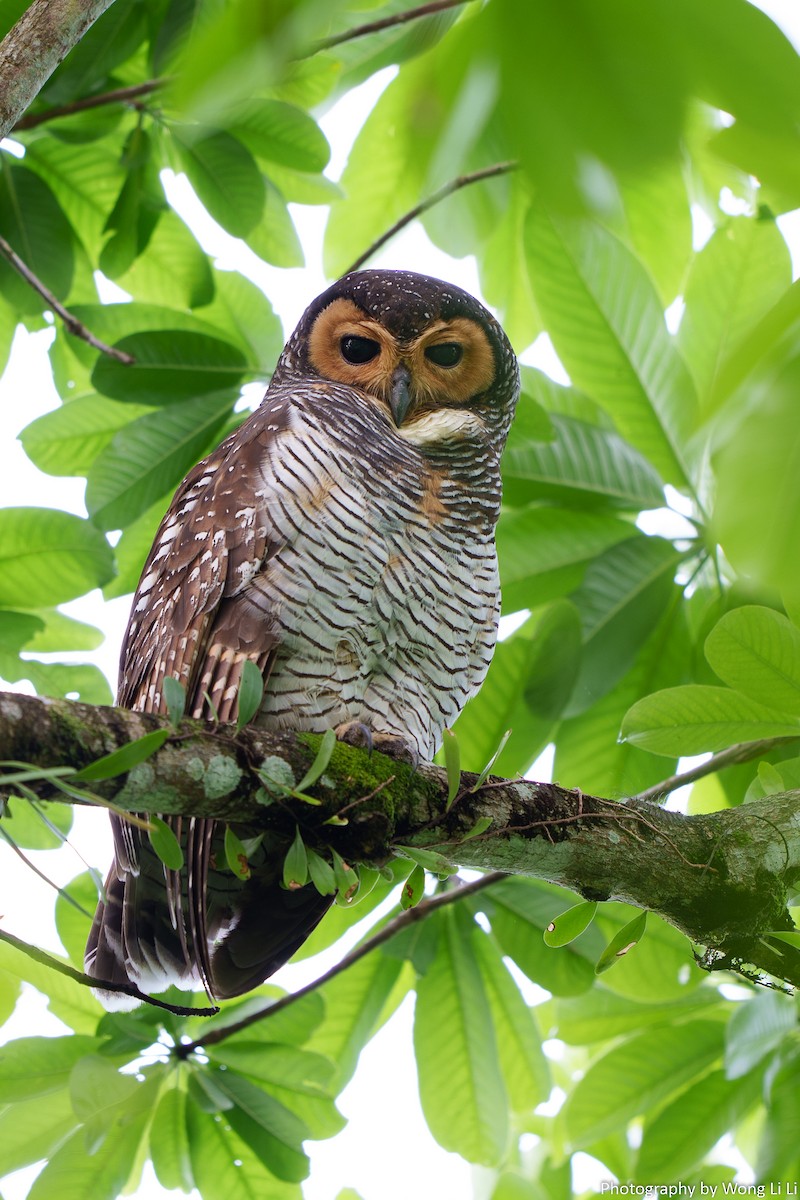 Spotted Wood-Owl - ML647504886