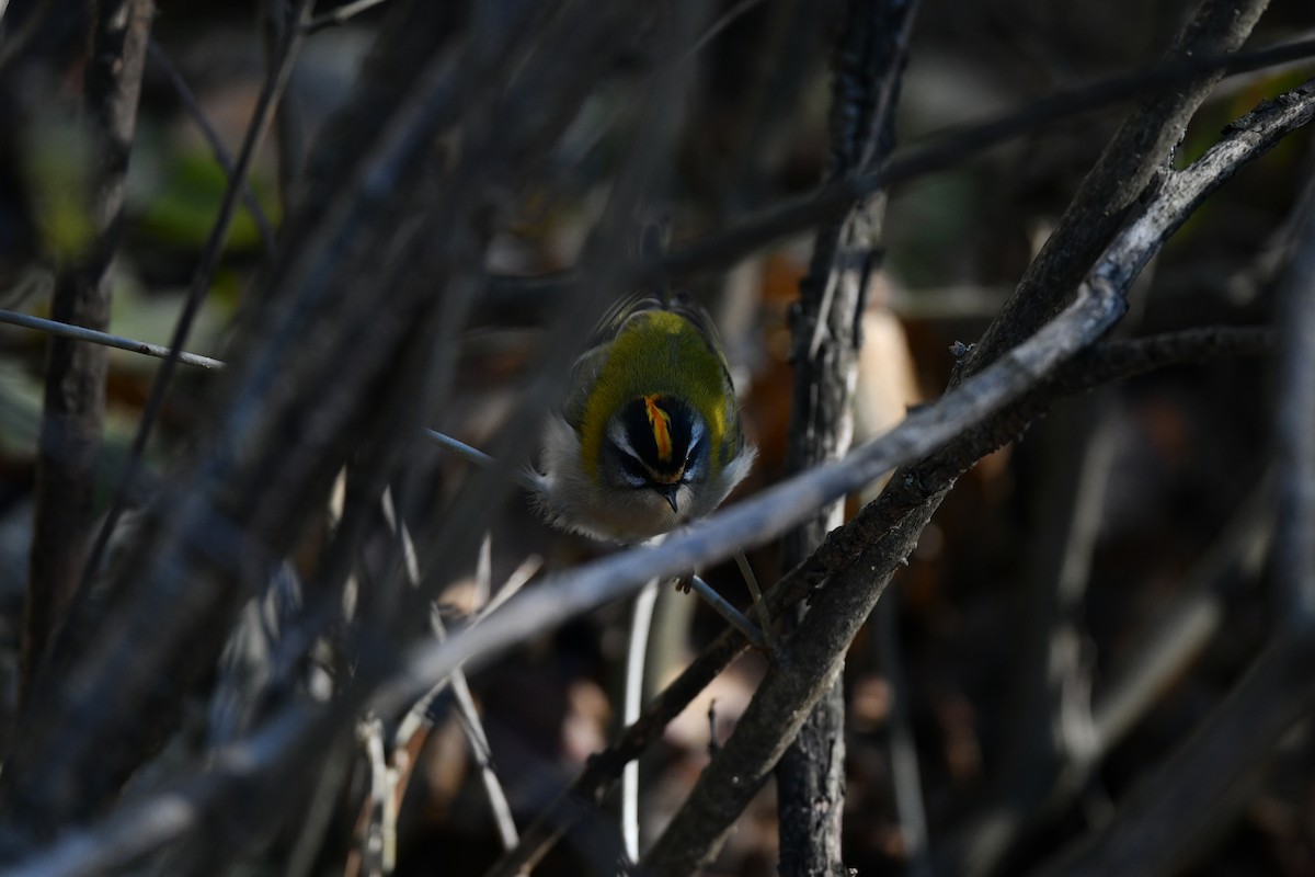 マミジロキクイタダキ - ML647504910