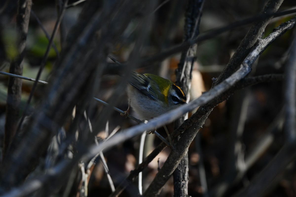 マミジロキクイタダキ - ML647504911