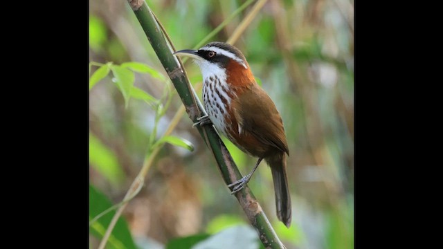 Силамбан тайванський - ML647504915