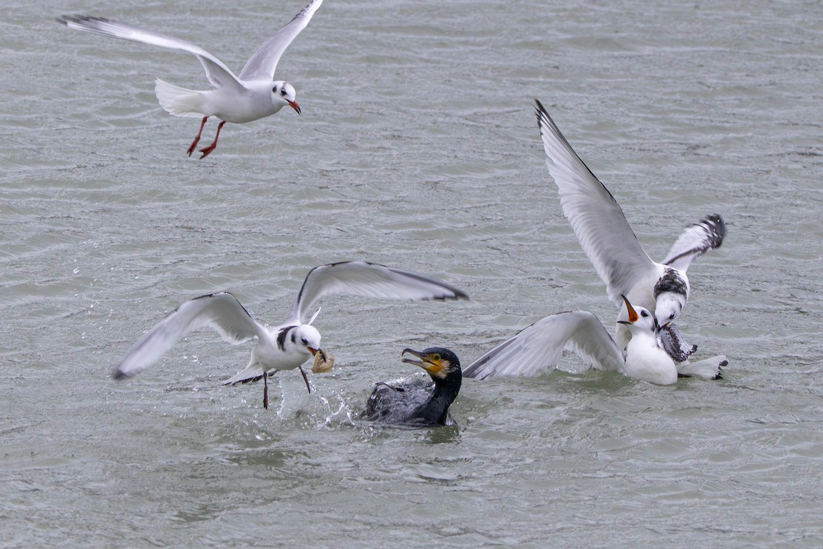 Kara Ayaklı Martı - ML647504917