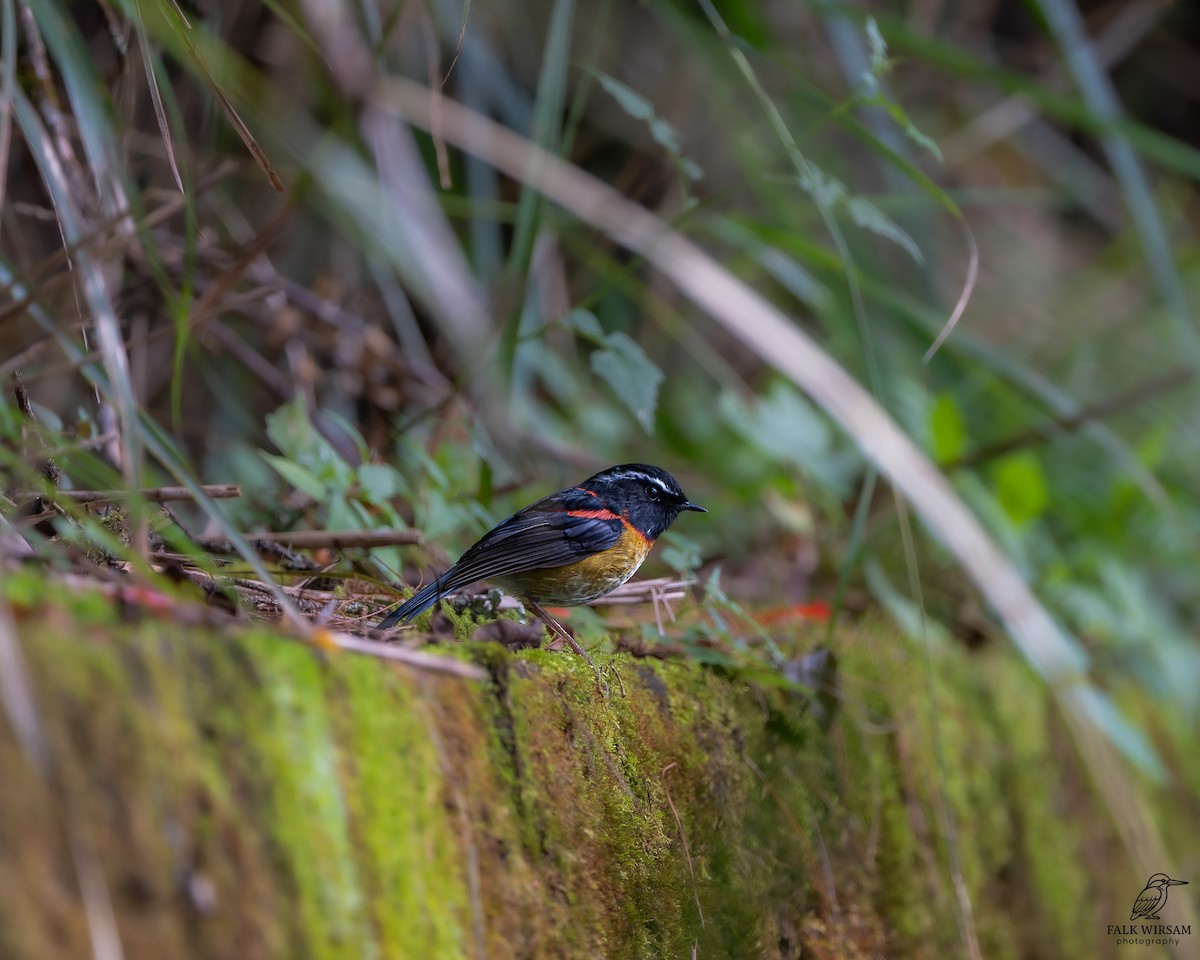 Robin de Johnstone - ML647504918