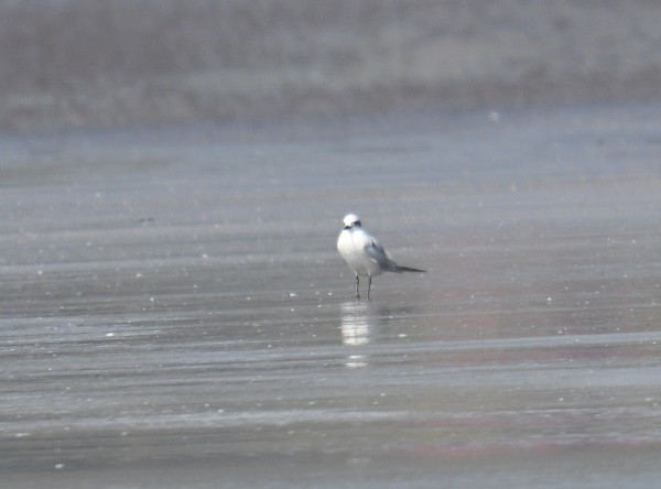 ハシブトアジサシ - ML647504928