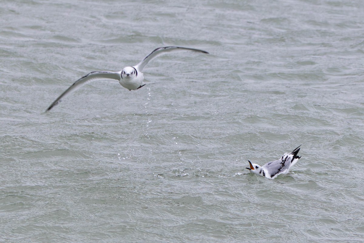 Kara Ayaklı Martı - ML647504929