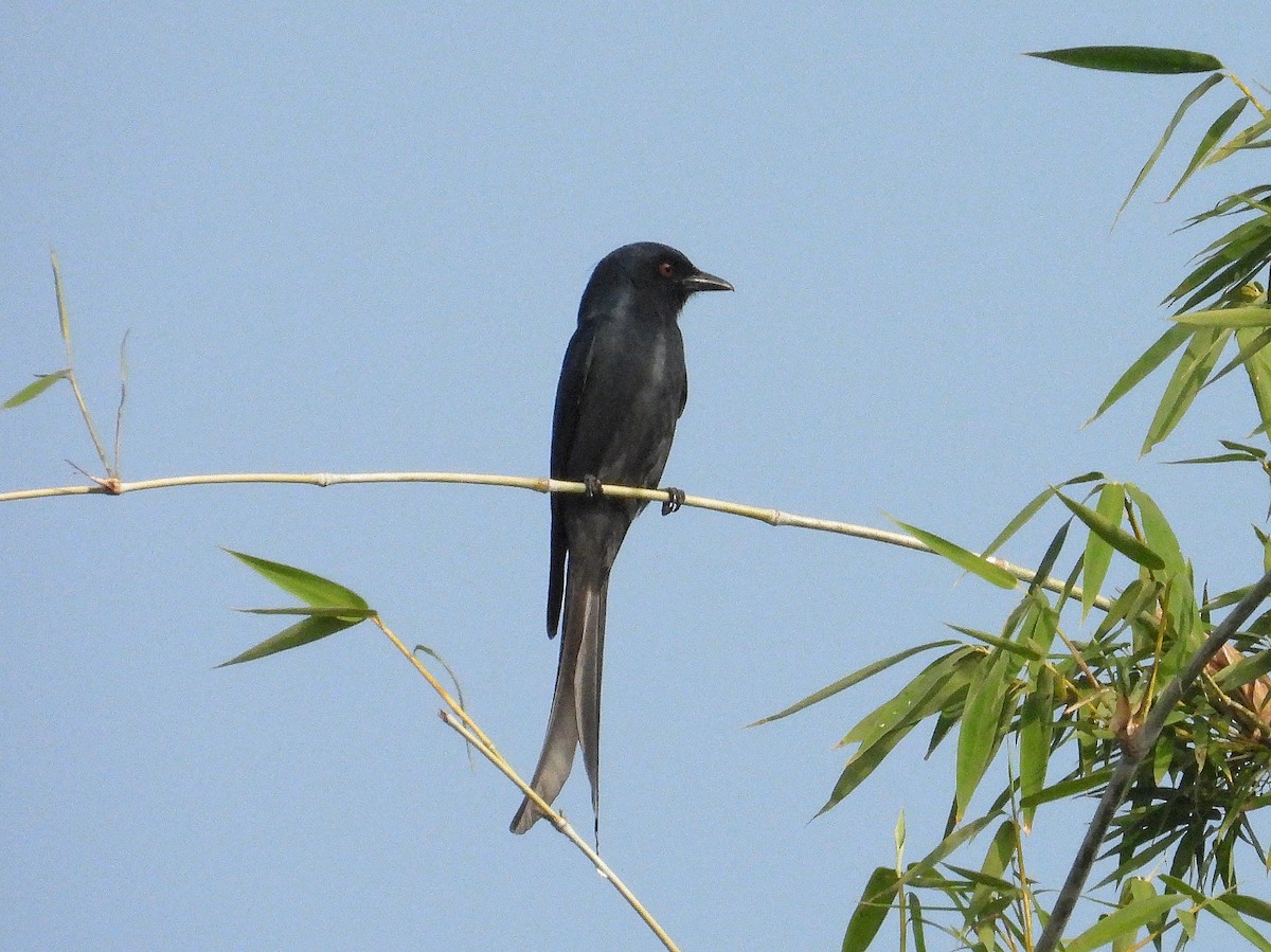 ハイイロオウチュウ - ML647504930