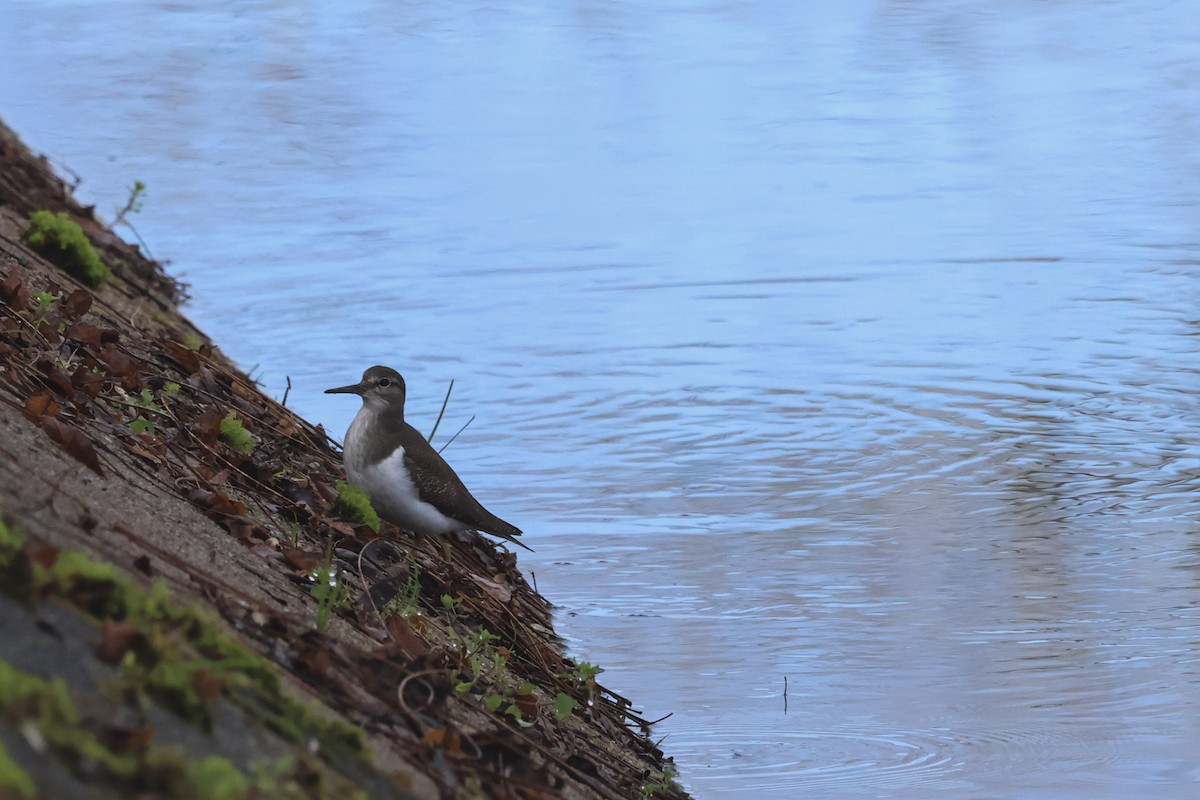 イソシギ - ML647504933