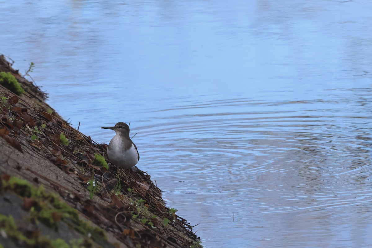 イソシギ - ML647504934