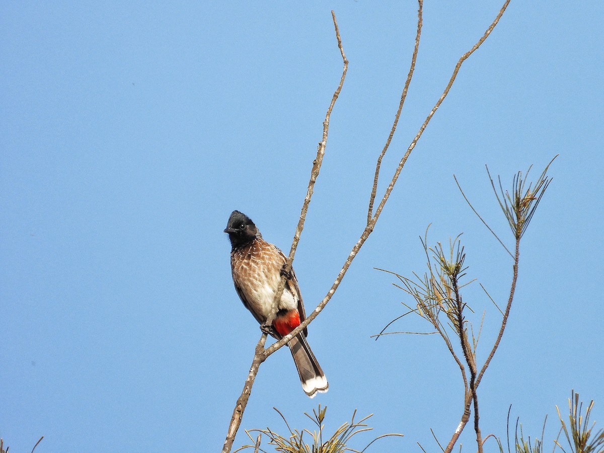 シリアカヒヨドリ - ML647504935