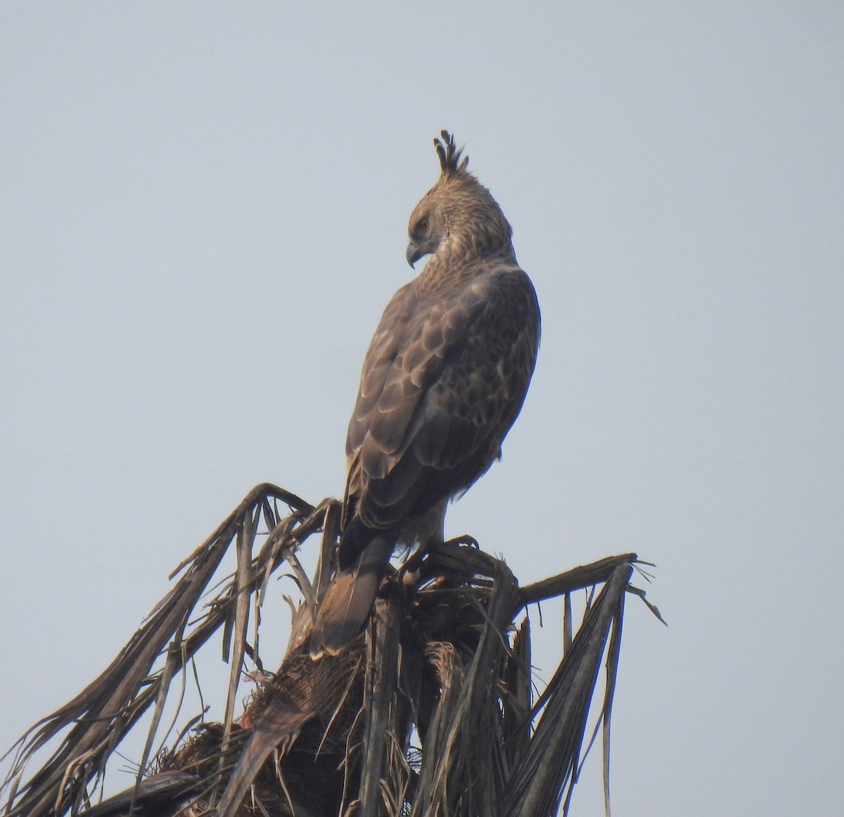 インドクマタカ - ML647504936