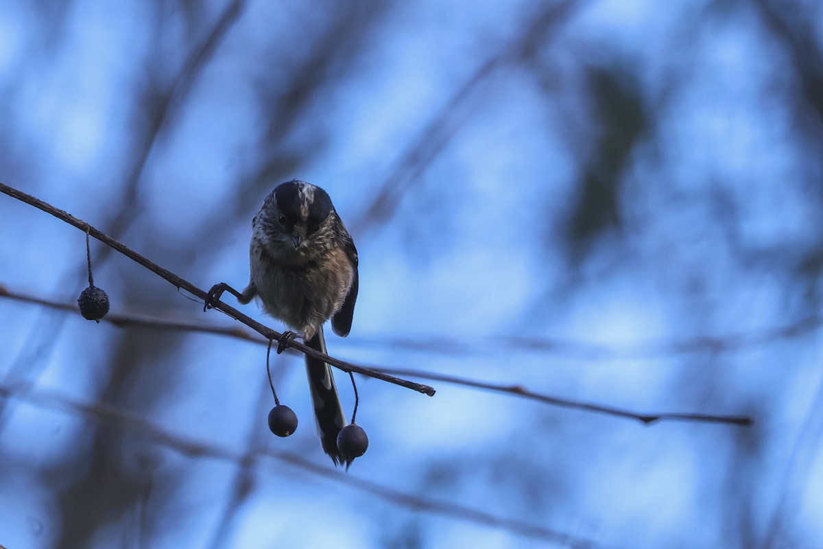 エナガ - ML647504937