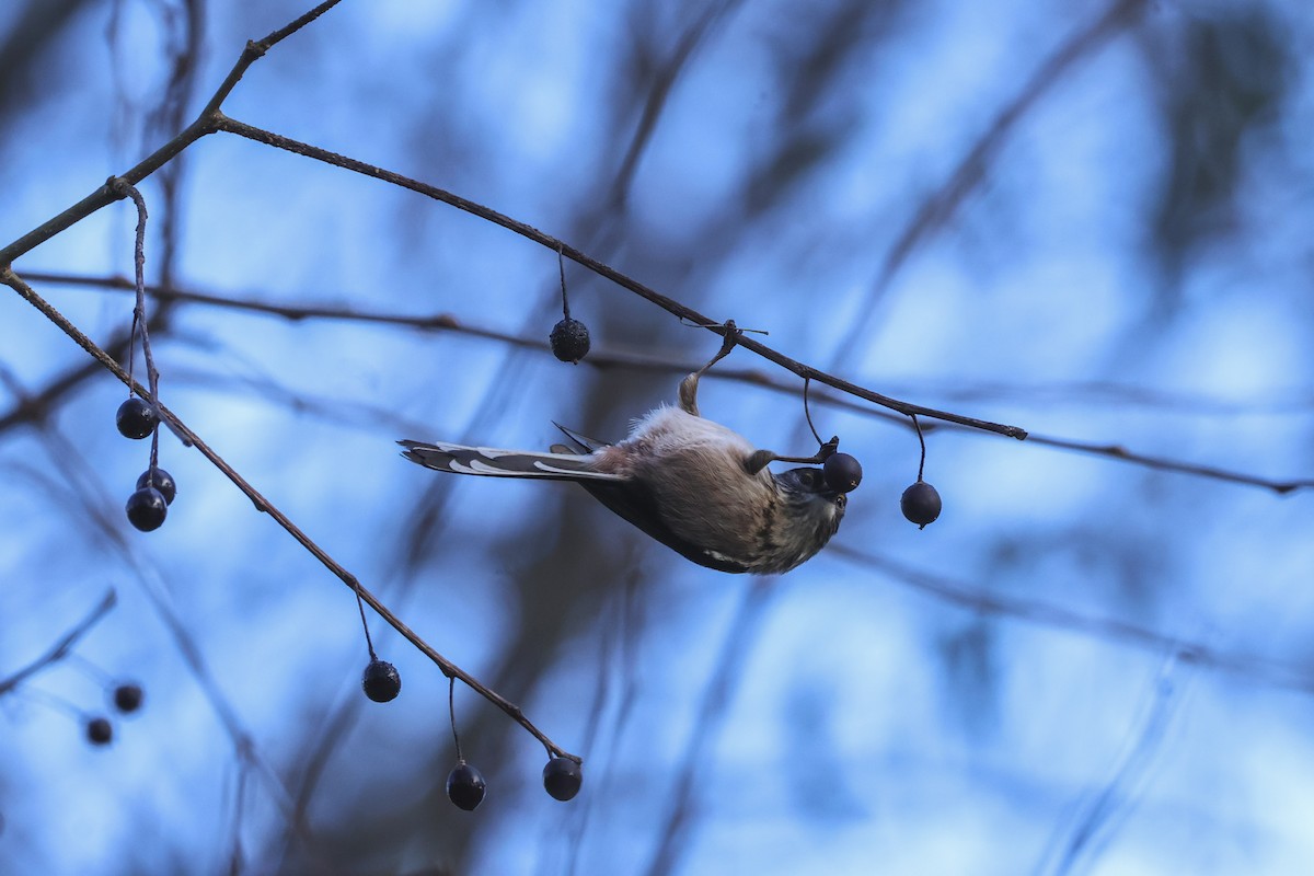 エナガ - ML647504938