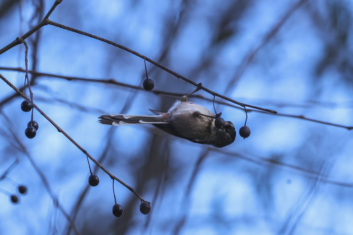 エナガ - ML647504939