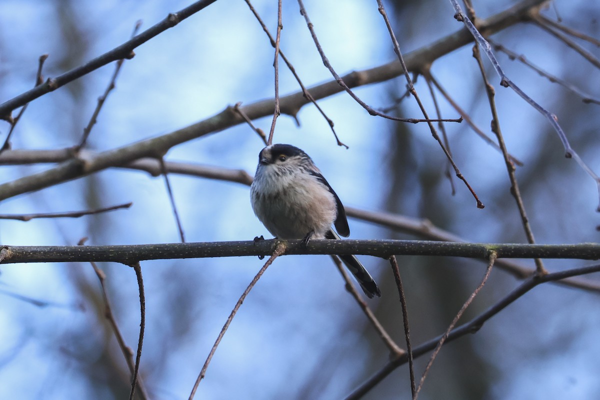 エナガ - ML647504940