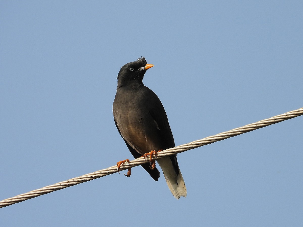 モリハッカ - ML647504941