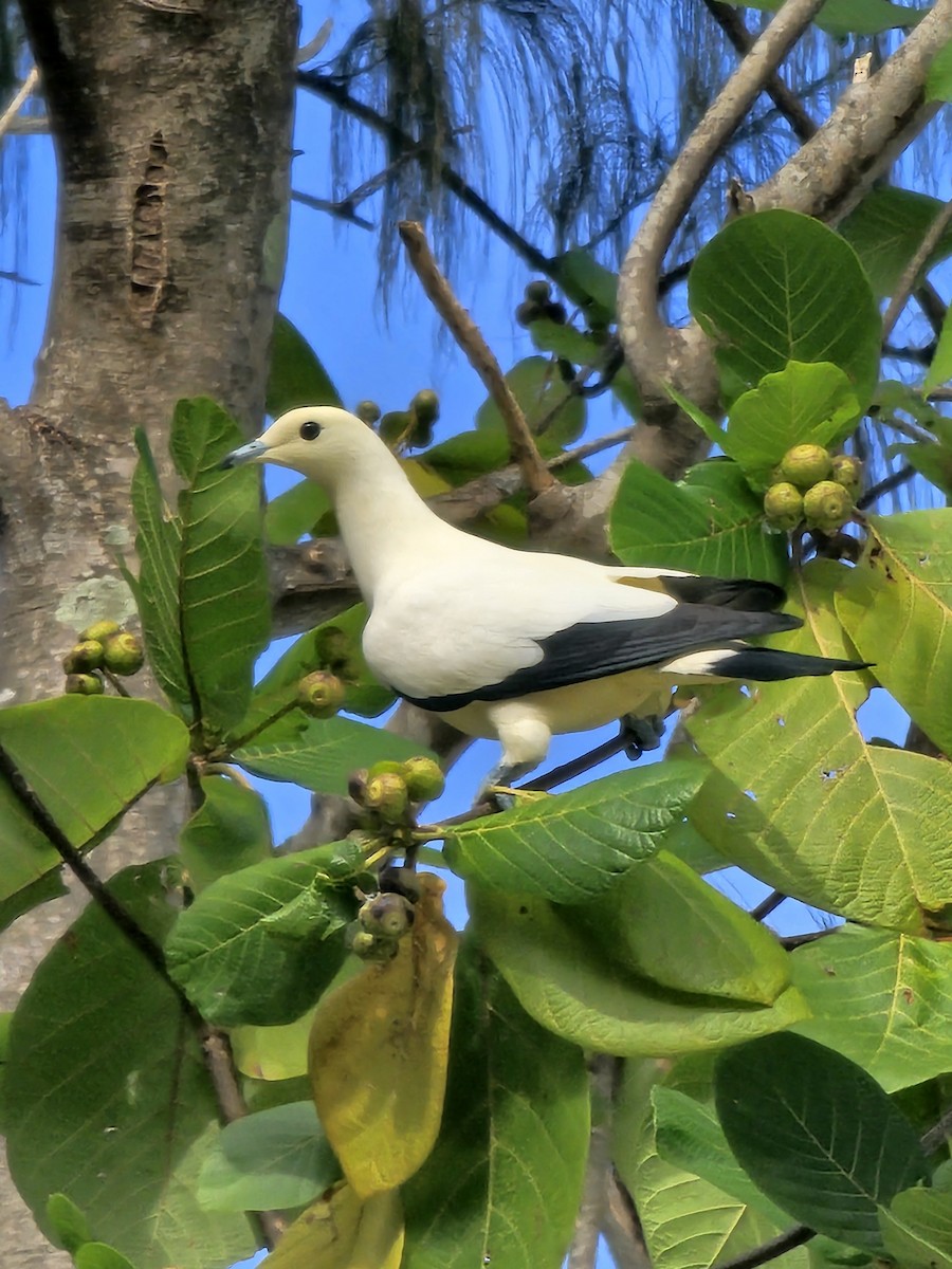 ソデグロバト - ML647504942