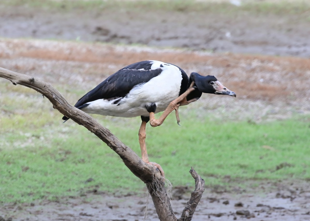 カササギガン - ML647504943