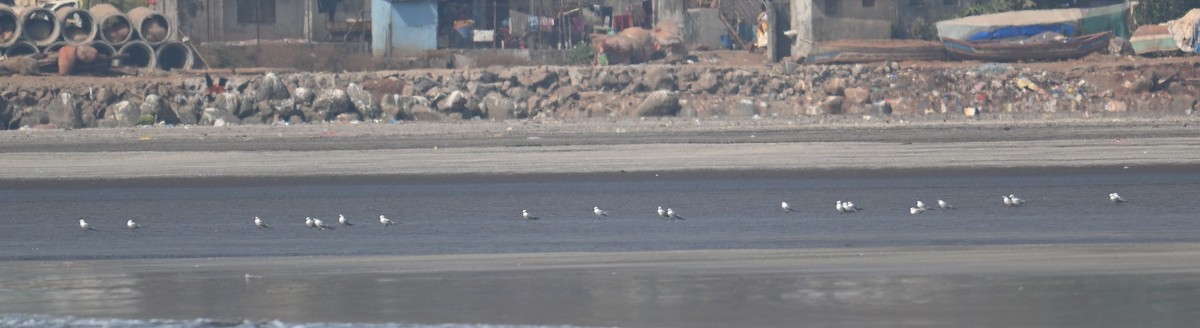 ハシブトアジサシ - ML647504944