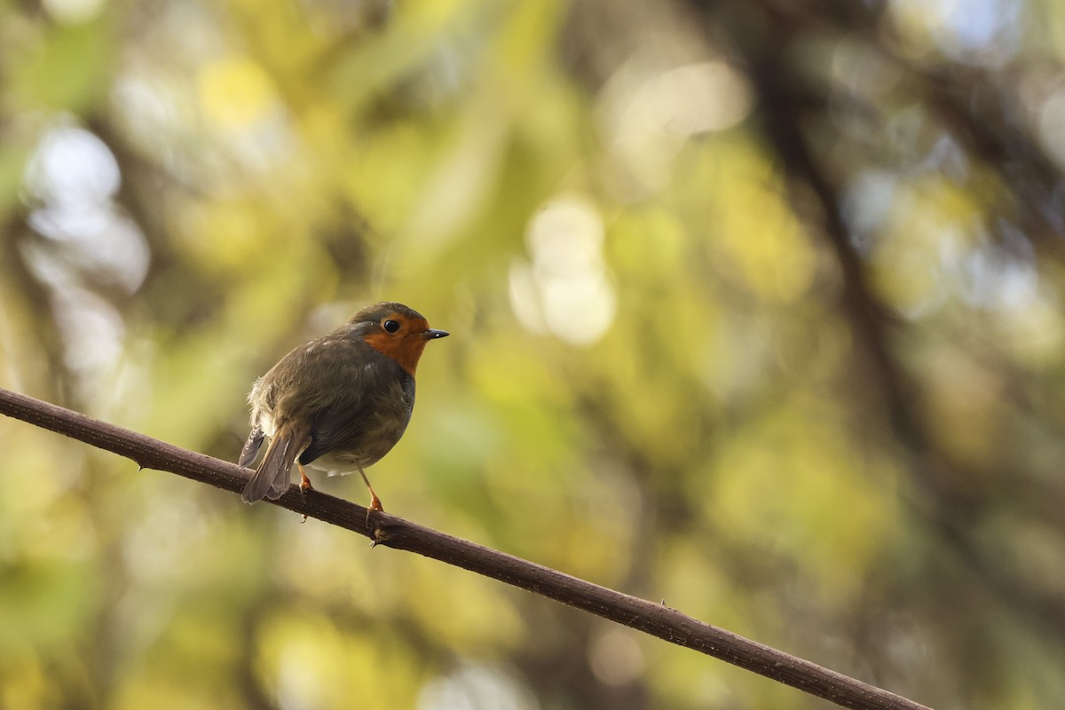 ヨーロッパコマドリ - ML647504945