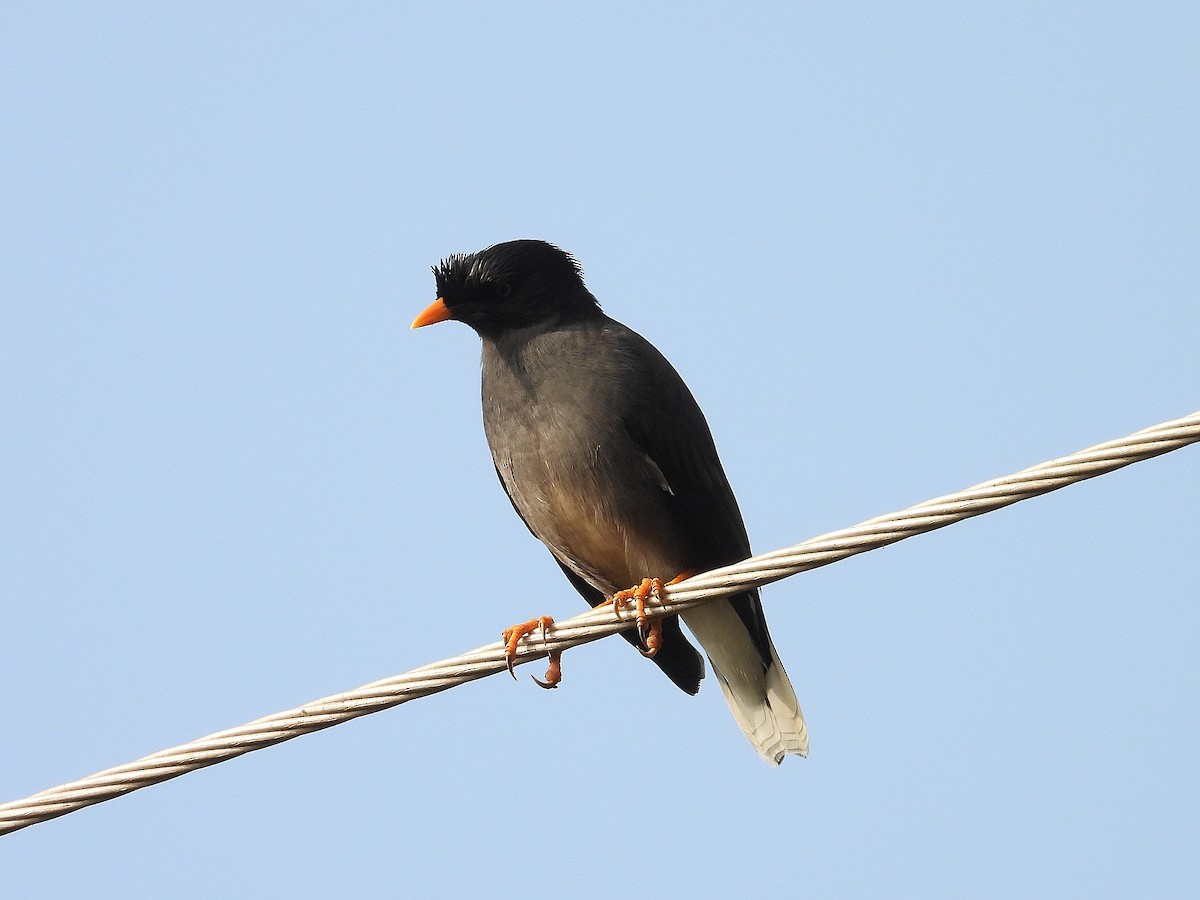 モリハッカ - ML647504946