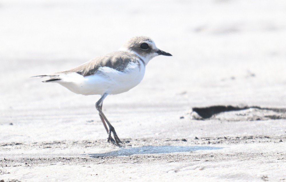 シロチドリ - ML647504947