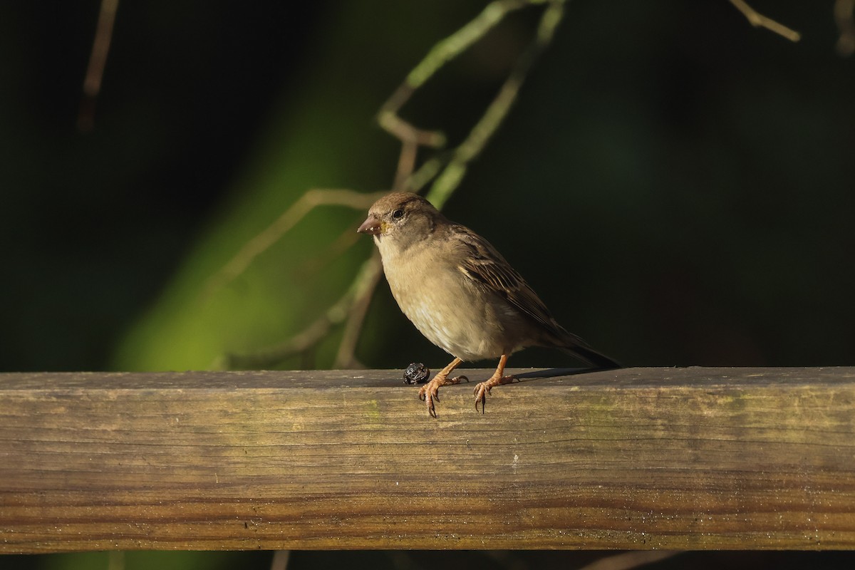 イエスズメ - ML647504948
