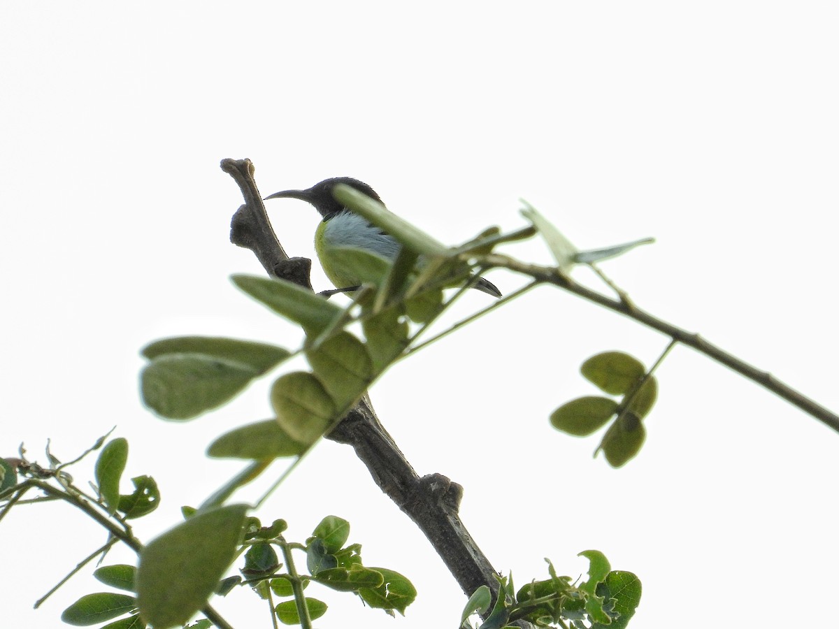 クリセタイヨウチョウ - ML647504949