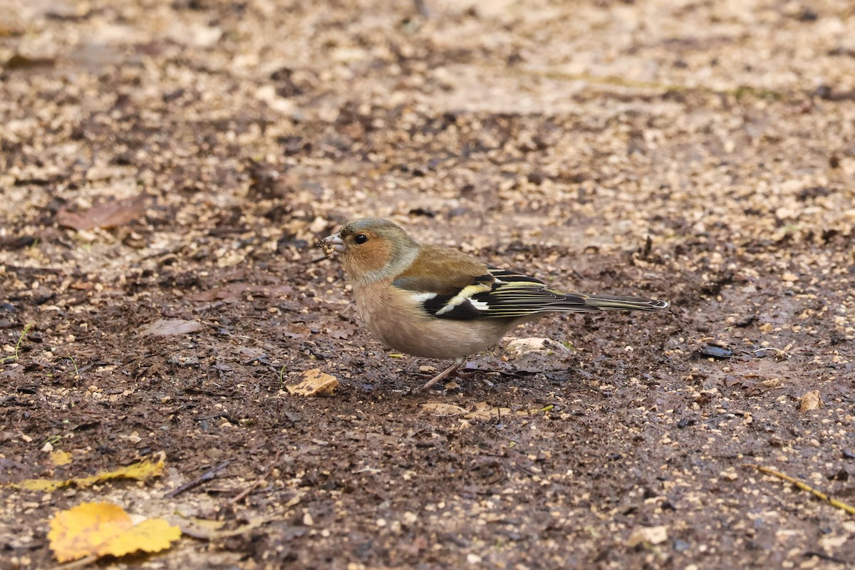 ズアオアトリ - ML647504950