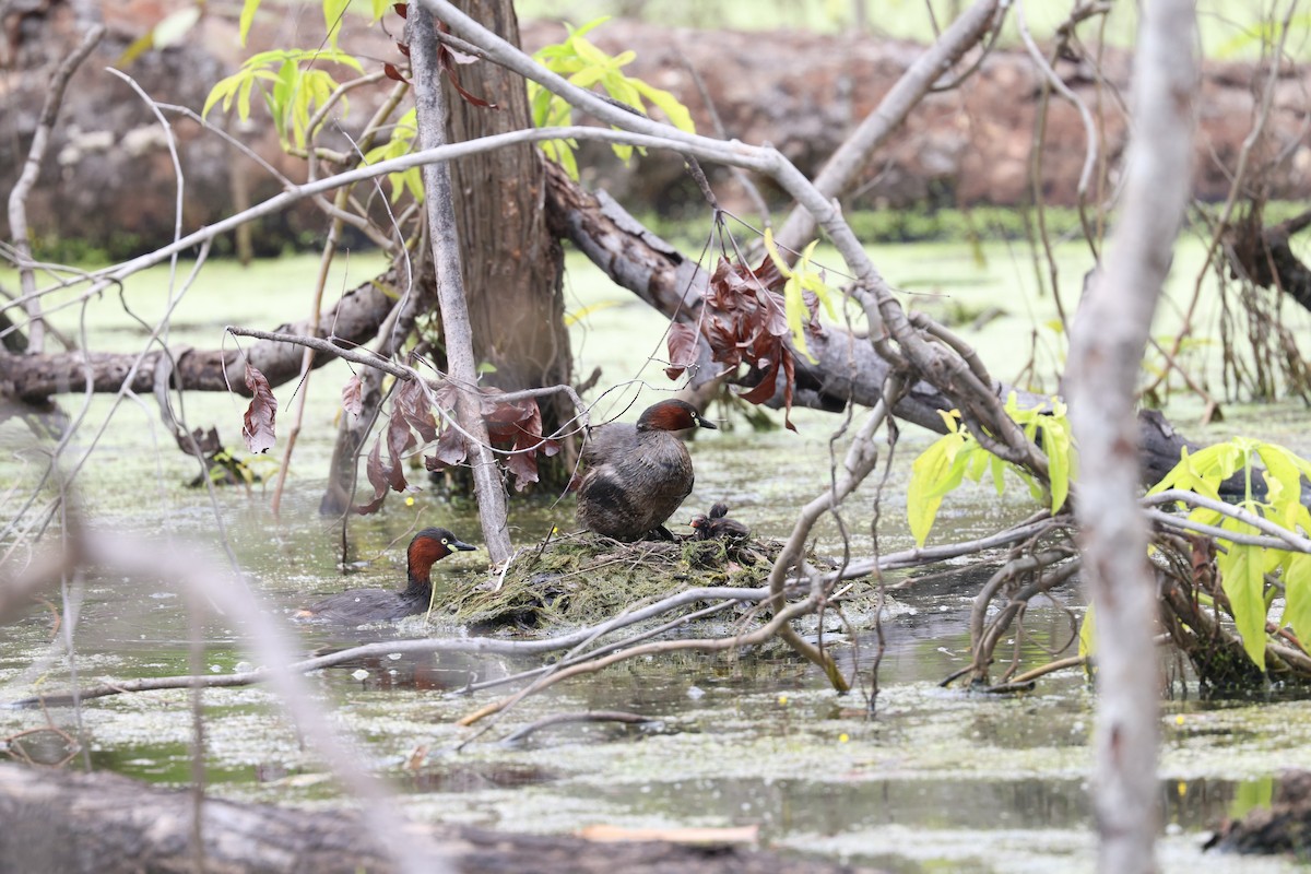 カイツブリ - ML647504951