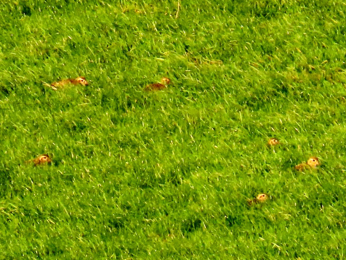 Сивка звичайна - ML647504955