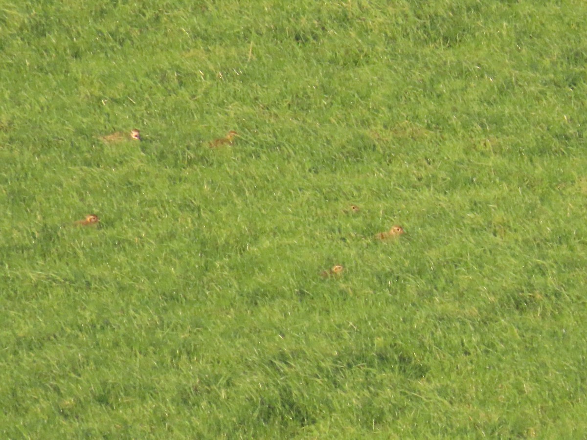 Сивка звичайна - ML647504956