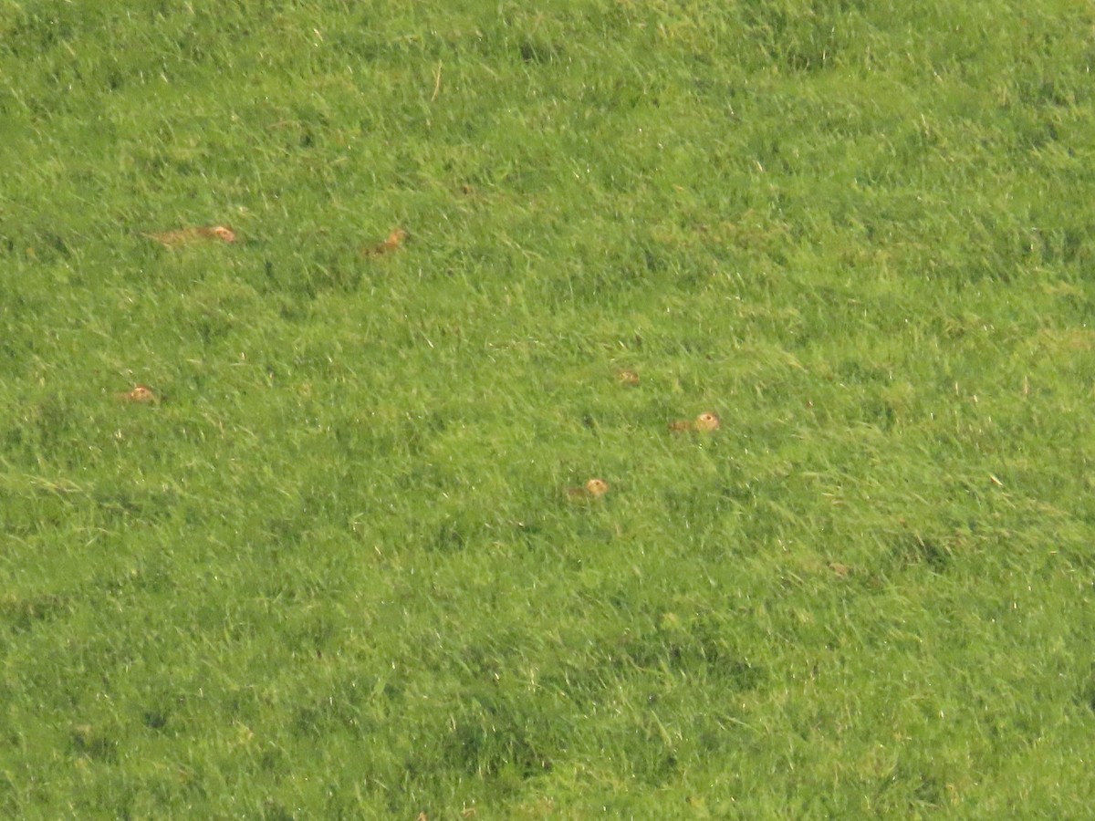 Сивка звичайна - ML647504957