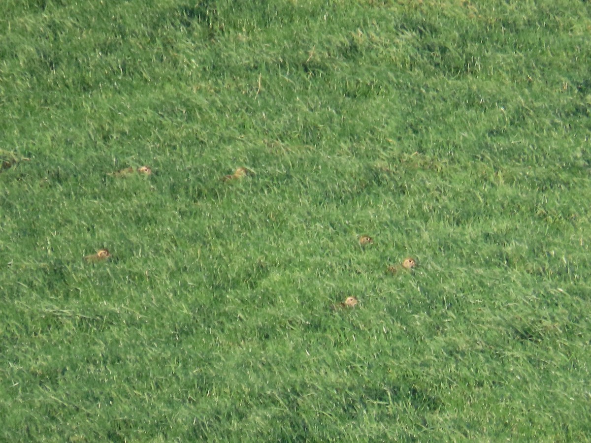 Сивка звичайна - ML647504958