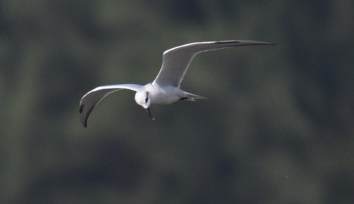 ハシブトアジサシ - ML647504959