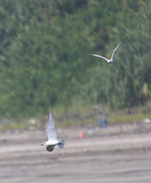 ハシブトアジサシ - ML647504960