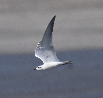 ハシブトアジサシ - ML647504961