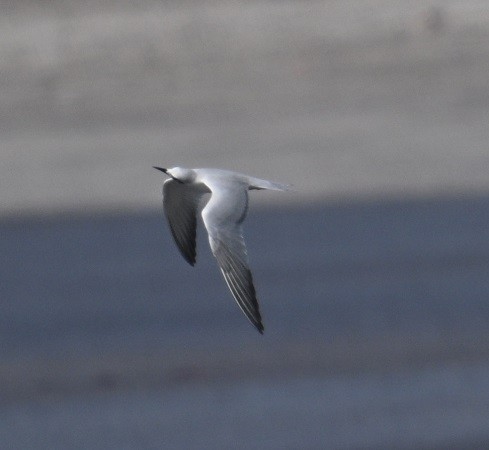 ハシブトアジサシ - ML647504962