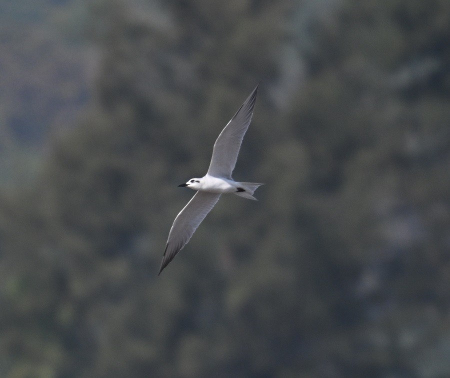 ハシブトアジサシ - ML647504963