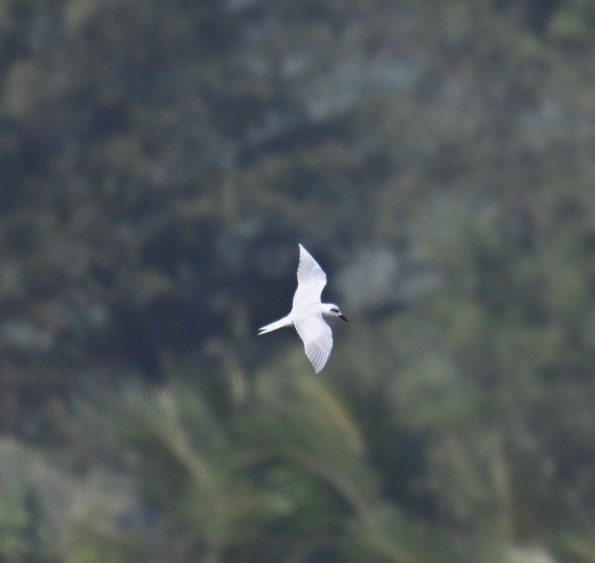 ハシブトアジサシ - ML647504964