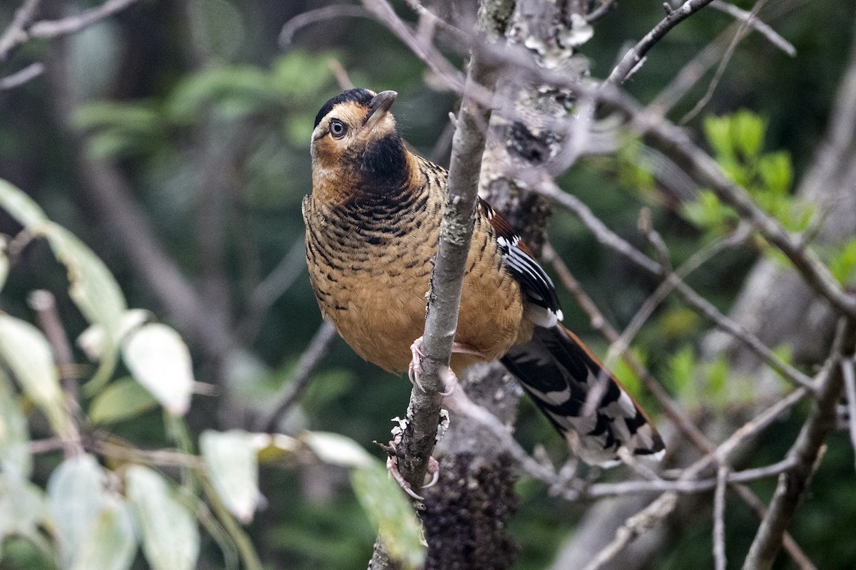 Spotted Laughingthrush (Black-headed) - ML647504969