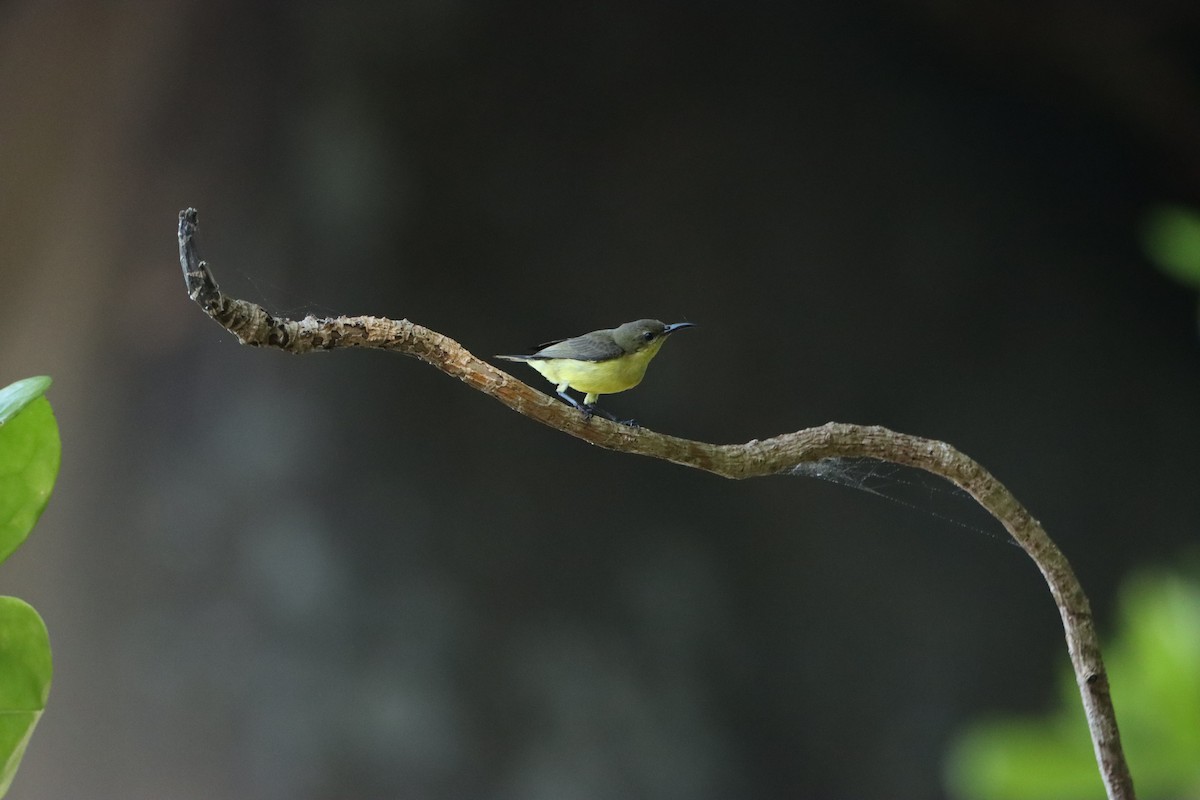 ヒメコノハドリ - ML647504970