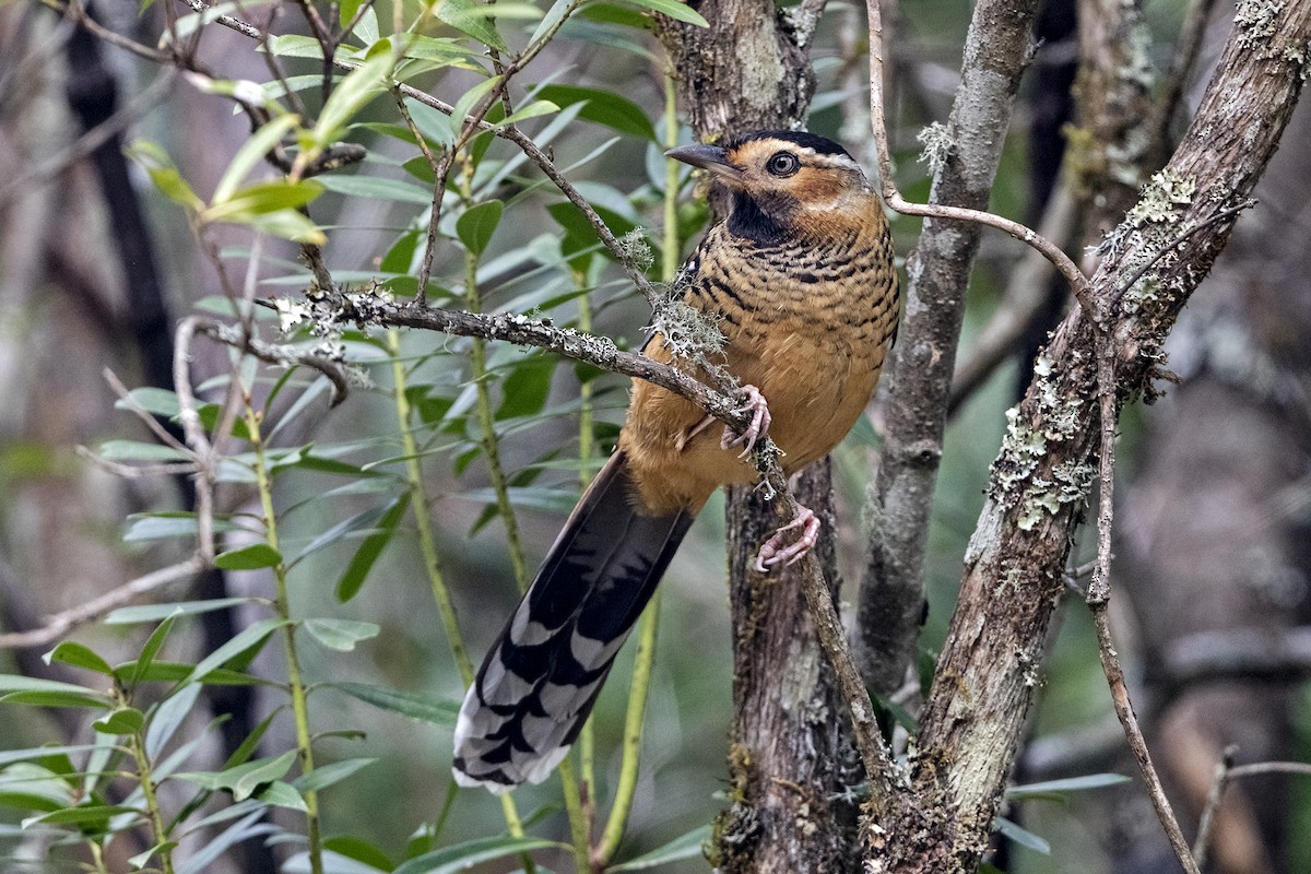 Spotted Laughingthrush (Black-headed) - ML647504971