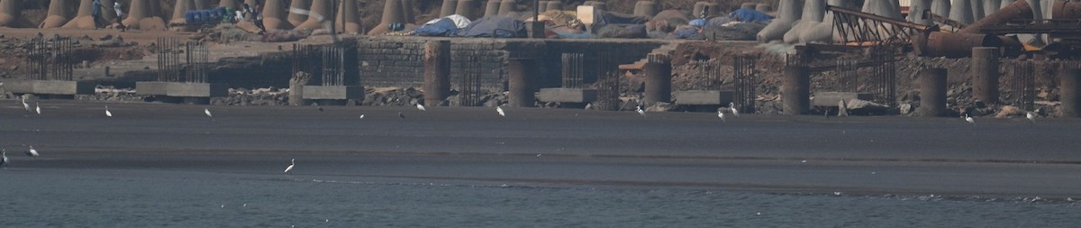 シラサギ属／アマサギ属 - ML647504972