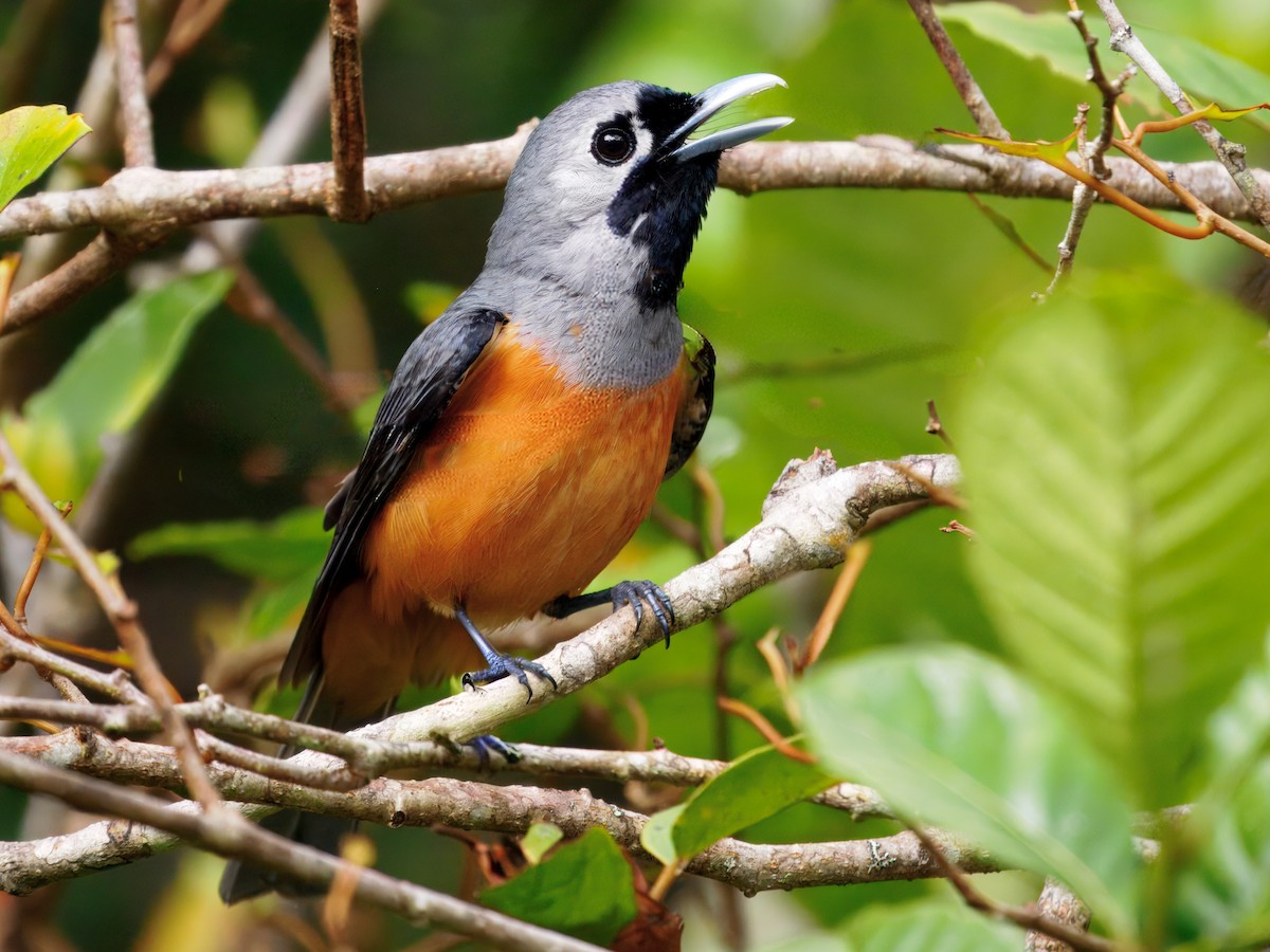 カオグロカササギビタキ - ML647504973