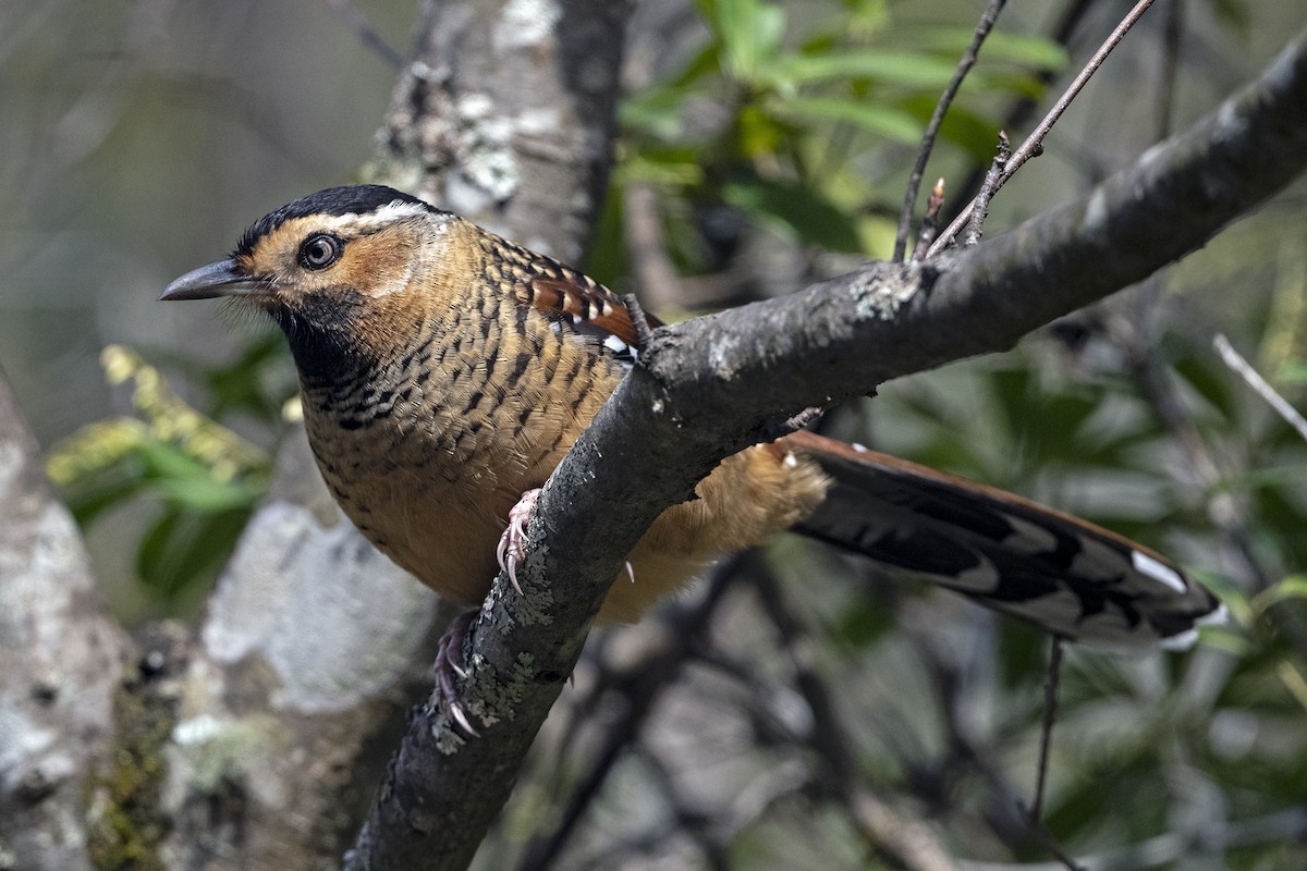 Spotted Laughingthrush (Black-headed) - ML647504974